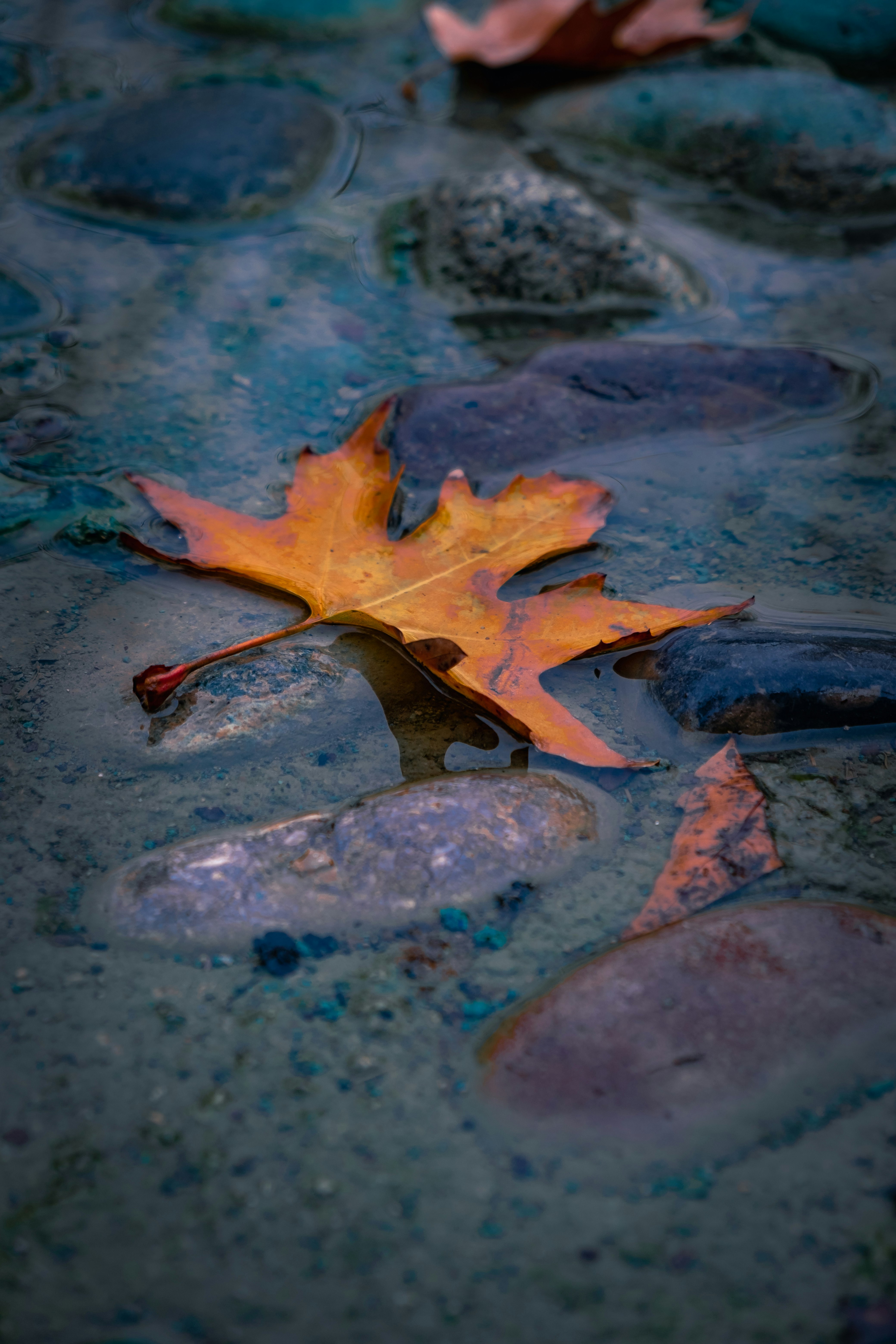 brown maple leaf on water